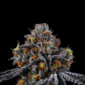 Wizard Trees Genetics Rodeo - 6 feminisierte Samen