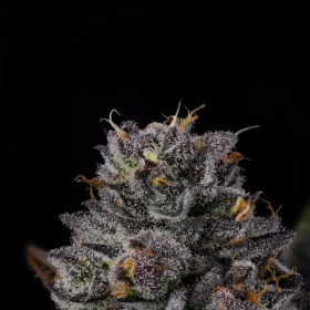 Wizard Trees Genetics Route 65 - 6 feminisierte Samen