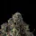 Wizard Trees Genetics Sherbz - 6 feminisierte Samen