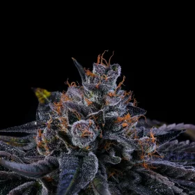 Wizard Trees Genetics Sherbzooka - 6 feminisierte Samen