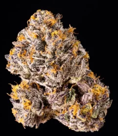 Wizard Trees Genetics The Keeper - 6 feminisierte Samen