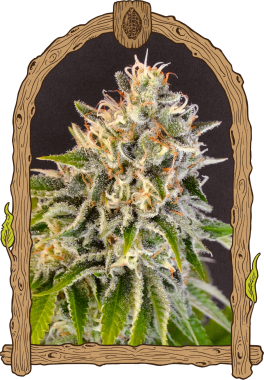 Exotic Seed Exotic Biscotti - 3 feminisierte Samen