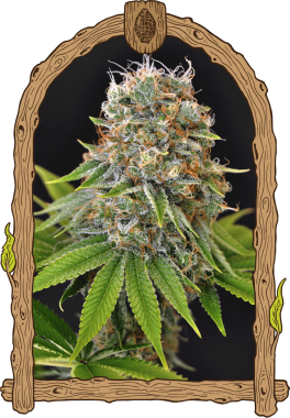 Exotic Seed Sugar Larry - 3 feminisierte Samen