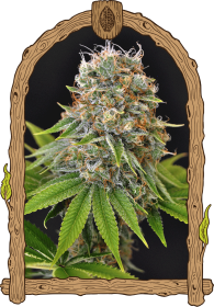 Exotic Seed Sugar Larry - 3 feminisierte Samen