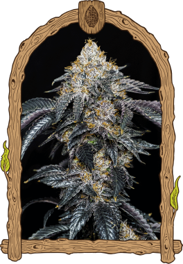 Exotic Seed Quicklato Sherbet - 3 feminisierte Samen