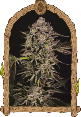 Exotic Seed Quick Sherbet - 3 feminisierte Samen