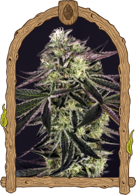 Exotic Seed Purple Shot - 3 feminisierte Samen