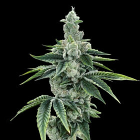 DNA Genetics Kosher Dawg - 5 feminized seeds