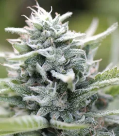 Humboldt Seed Company Pineapple Muffin AUTO - 5 automated seeds