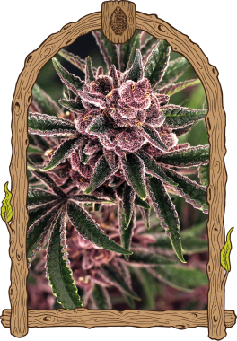 Exotic Seed Tropical Fuel - 3 feminisierte Samen