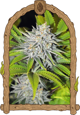 Exotic Seed Hippieberry - 3 feminisierte Samen