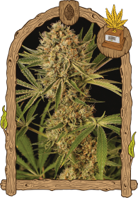 Exotic Seed Herz OG - 3 feminisierte Samen