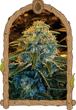 Exotic Seed Z&Z - 3 feminisierte Samen