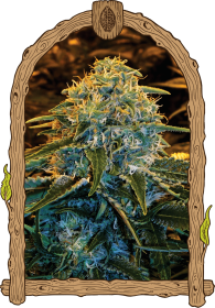 Exotic Seed Z&Z - 3 feminisierte Samen