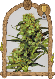 Exotic Seed Spicy Bitch - 3 feminisierte Samen