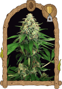 Exotic Seed Mango Cream - 3 feminisierte Samen