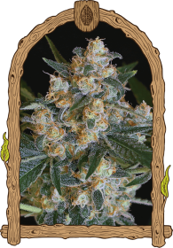 Exotic Seed Lemon Candy - 3 feminisierte Samen