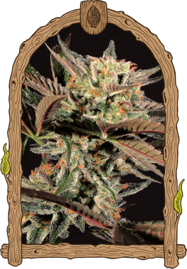 Exotic Seed Amnesia Nr. 7 - 3 feminisierte Samen