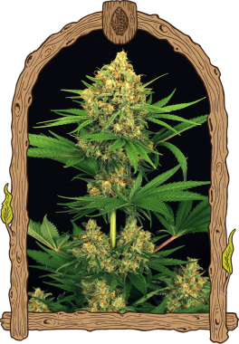 Exotic Seed Tangerine Kush - 3 feminisierte Samen