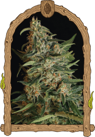 Exotic Seed Green Gummy - 3 feminisierte Samen