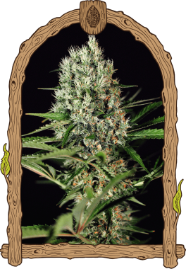 Exotic Seed Quick Mass - 3 feminisierte Samen