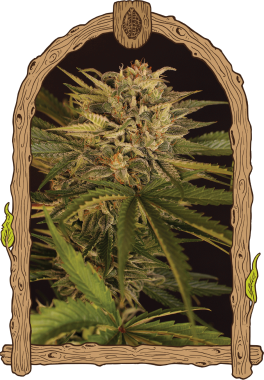 Exotic Seed Dr. Greenman Pure CBD - 3 feminisierte Samen