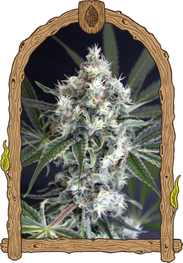 Exotic Seed Medxotic Pure CBD - 3 feminisierte Samen