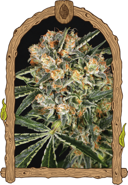 Exotic Seed Hippie Therapy CBD - 3 feminisierte Samen