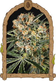 Exotic Seed Hippie Therapy CBD - 3 feminisierte Samen