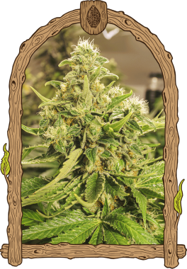 Exotic Seed Exotic Pure CBG - 3 feminisierte Samen