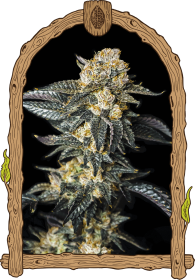 Exotic Seed Zkittaberry AUTO - 3 autoflowering Samen