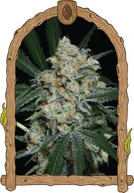 Exotic Seed Zkittalicious AUTO - 5 autoflowering Samen