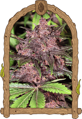 Exotic Seed Black Haze AUTO - 3 autoflowering Samen