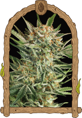 Exotic Seed Russian AUTO - 3 autoflowering Samen