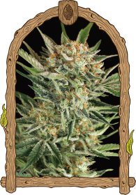 Exotic Seed Russian AUTO - 3 autoflowering Samen