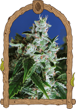 Exotic Seed Sir Jack AUTO - 3 autoflowering Samen