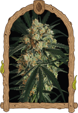 Exotic Seed A.A.A. AUTO - 3 autoflowering Samen