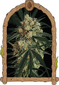 Exotic Seed A.A.A. AUTO - 3 autoflowering Samen