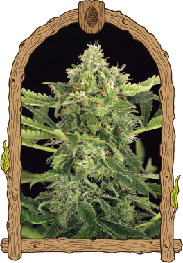 Exotic Seed Mango Cream AUTO - 3 autoflowering Samen