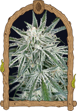 Exotic Seed Green Gummy AUTO - 3 autoflowering Samen