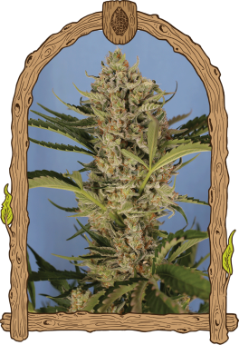 Exotic Seed Herz OG AUTO - 3 automatisierte Samen