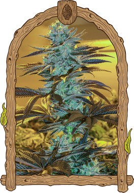 Exotic Seed Purple Monkey AUTO - 3 automatisierte Samen