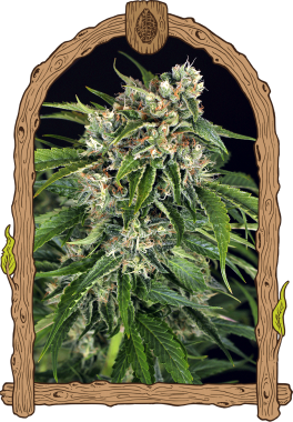 Exotic Seed Sir Jack AUTO Pure CBD - 3 automatisierte Samen