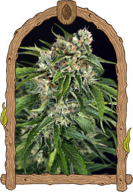 Exotic Seed Sir Jack AUTO Pure CBD - 3 automatisierte Samen