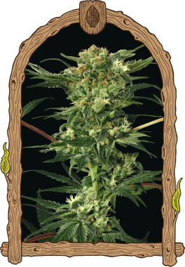 Exotic Seed Devil Kush REGULAR - 5 Reguläre Samen