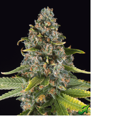 Adonhusa Genetics Flame Runtz TRIPLOID - 3 feminisierte...