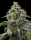 Adonhusa Genetics Air Kush TRIPLOID - 3 feminisierte Samen