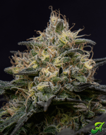 Adonhusa Genetics Stickey Cookies TRIPLOID - 3 feminisierte Samen