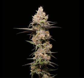 Adonhusa Genetics Sticky Cookies TRIPLOID - 3 feminisierte Samen