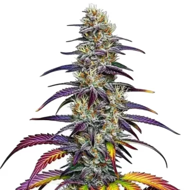 Blimburn Seeds Blue Dream - 3 feminisierte Samen